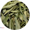 Curry Leaf